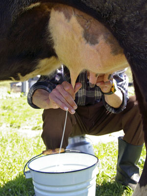 Lactoferrin wird aus der Milch gewonnen