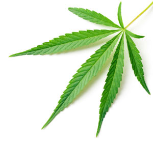 Hemp leaf Cannabis leaf