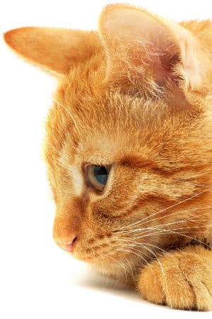 Hemp oil can also have a very positive effect on cats