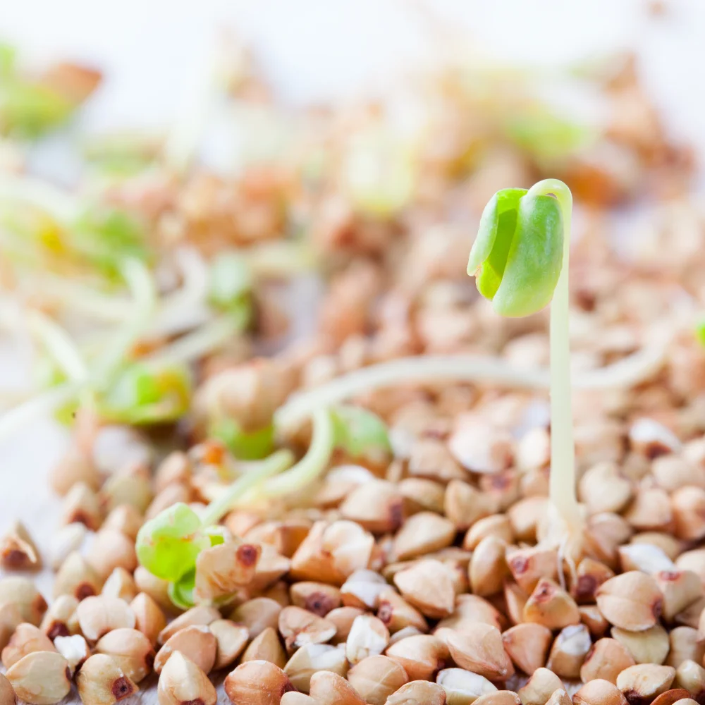 Buckwheat sprouts