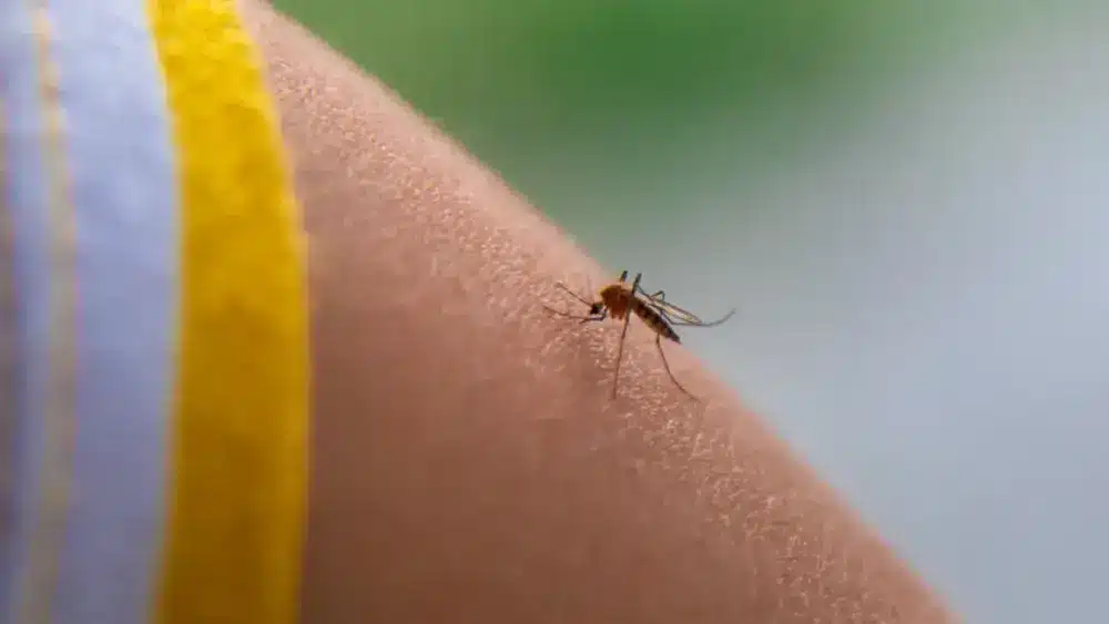 Mosquitos